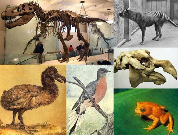 Some animals that have gone extinct. Clockwise starting from top left: Tyrannosaurus rex, Tasmanian tiger, Steller's sea cow, Golden toad, Passenger pigeon and Dodo.