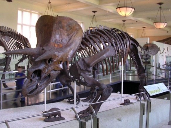 A Triceratops skeleton. (Wikimedia)